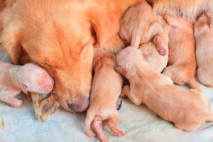 Koliko trudnoće traje u pasa? Koliko trudnoće traje u pasa?